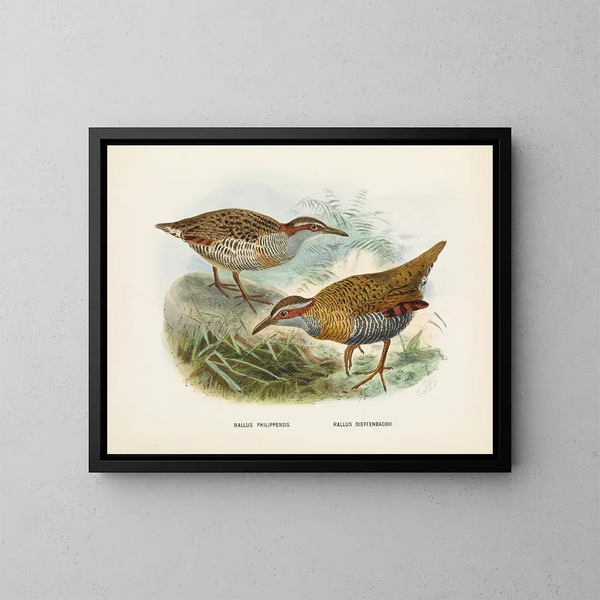 Rallus philipensis et Rallus dieffenbachii - John Gerrard Keulemans — quadro incorniciato alla parete