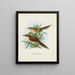 Spenoeacus punctatus e Spenoeacus rufescens - John Gerrard Keulemans — quadro incorniciato alla parete