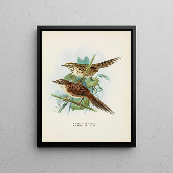John Gerrard Keulemans - Spenoeacus punctatus and Spenoeacus rufescens.webp