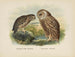 Spiloglaux della Nuova Zelanda e Sceloglaux a faccia bianca - John Gerrard Keulemans — vista dell’opera
