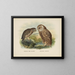 Spiloglaux della Nuova Zelanda e Sceloglaux a faccia bianca - John Gerrard Keulemans — quadro incorniciato alla parete