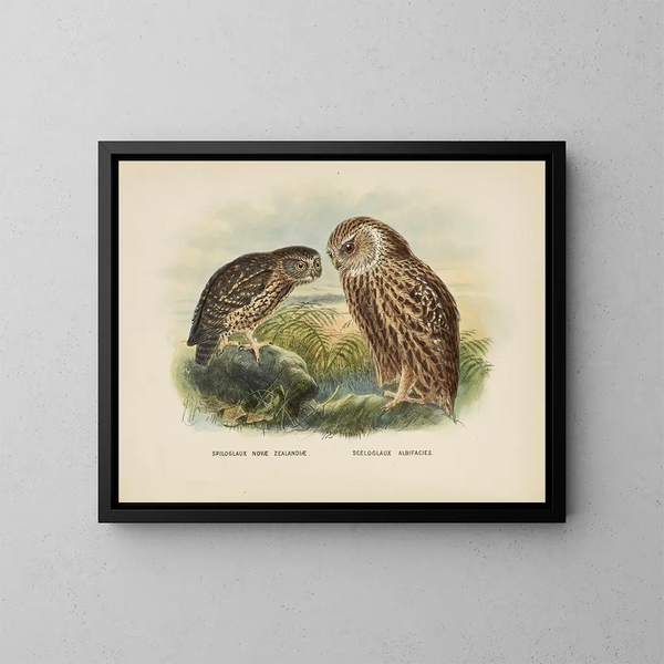Spiloglaux della Nuova Zelanda e Sceloglaux a faccia bianca - John Gerrard Keulemans — quadro incorniciato alla parete