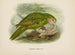 Stringops habroptilus - John Gerrard Keulemans — vista dell’opera
