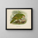 Stringops habroptilus - John Gerrard Keulemans — quadro incorniciato alla parete