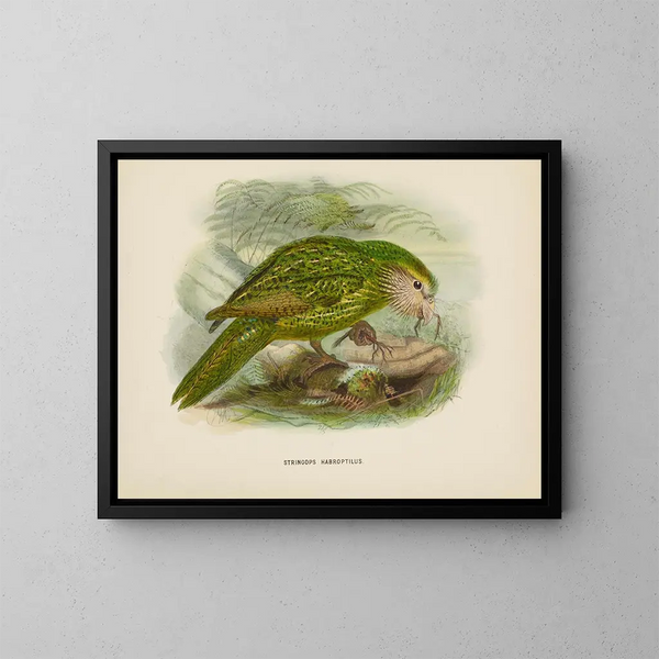 Stringops habroptilus - John Gerrard Keulemans — quadro incorniciato alla parete