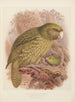 Le Kakapo ou perroquet hibou Stringops habroptilus - John Gerrard Keulemans — vista dell’opera