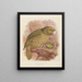 Le Kakapo ou perroquet hibou Stringops habroptilus - John Gerrard Keulemans — quadro incorniciato alla parete