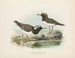 Thinornis novaezelandiae adulto e giovane - John Gerrard Keulemans — vista dell’opera
