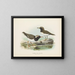 Thinornis novaezelandiae adulto e giovane - John Gerrard Keulemans — quadro incorniciato alla parete
