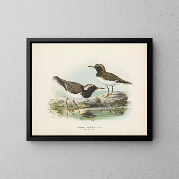 Thinornis novaezelandiae adulto e giovane - John Gerrard Keulemans — quadro incorniciato alla parete