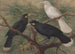 Tre huia - John Gerrard Keulemans — vista dell’opera