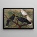 Tre huia Heteralocha acutirostris - John Gerrard Keulemans — quadro incorniciato alla parete