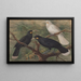 Tre huia - John Gerrard Keulemans — quadro incorniciato alla parete