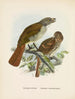 Turnagra hectori e Turnagra crassirostris - John Gerrard Keulemans — vista dell’opera