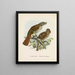 Turnagra hectori e Turnagra crassirostris - John Gerrard Keulemans — quadro incorniciato alla parete