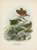 Xenicus longipes maschio e femmina e Xenicus gilviventris maschio e femmina - John Gerrard Keulemans — vista dell’opera