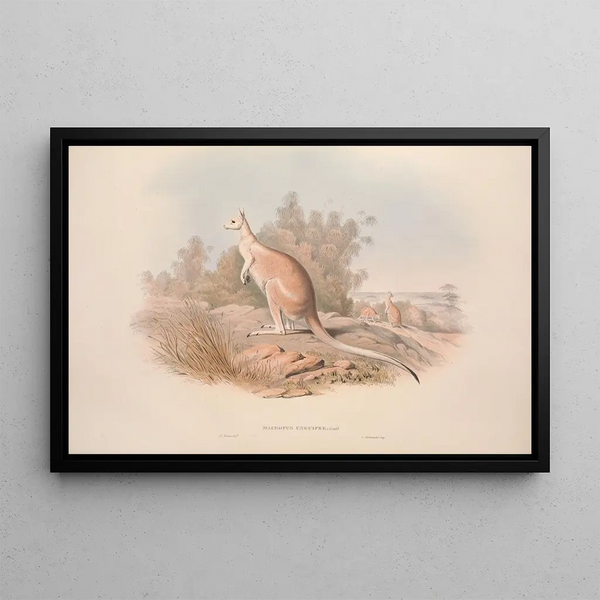 Una monografia dei Macropodidae o famiglia dei canguri Pl04 - John Gould — quadro incorniciato alla parete