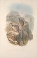 Une monografia des Macropodidae ou famiglia des canguri Pl06 - John Gould — vista dell’opera