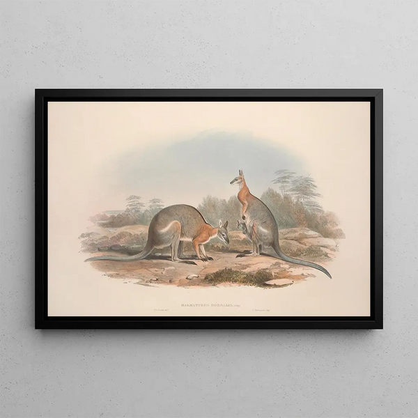 John Gould - A monograph of the Macropodidae or family of kangaroos Pl08.webp