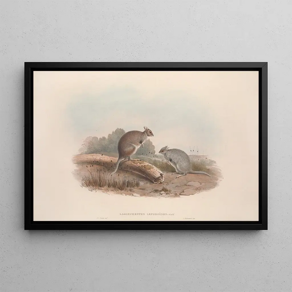 Una monografia dei Macropodidae o famiglia dei canguri Pl12 - John Gould — quadro incorniciato alla parete