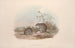 Una monografia dei Macropodidae o famiglia dei canguri Pl15 - John Gould — vista dell’opera