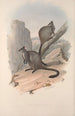 Une monografia dei Macropodidae o famiglia dei canguri Pl23 - John Gould — vista dell’opera