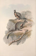 Une monografia des Macropodidae ou famiglia dei canguri Pl24 - John Gould — vista dell’opera