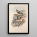 Une monografia des Macropodidae ou famiglia dei canguri Pl24 - John Gould — quadro incorniciato alla parete