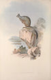 Une monografia des Macropodidae ou famiglia des kangourous Pl25 - John Gould — vista dell’opera