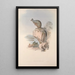 Une monografia des Macropodidae ou famiglia des kangourous Pl25 - John Gould — quadro incorniciato alla parete