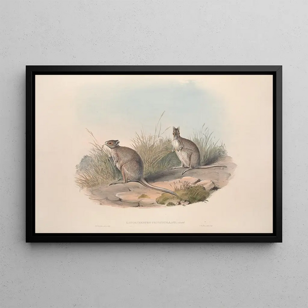 Una monografia dei Macropodidae o famiglia dei canguri Pl28 - John Gould — quadro incorniciato alla parete