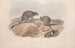 Una monografia dei Macropodidae o famiglia dei canguri Pl29 - John Gould — vista dell’opera