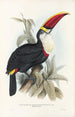 Une monografia des Ramphastidae ou famiglia des toucans Pl03 - John Gould — vista dell’opera