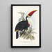 Une monografia des Ramphastidae ou famiglia des toucans Pl03 - John Gould — quadro incorniciato alla parete