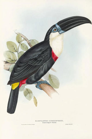 John Gould - A monograph of the Ramphastidae or family of toucans Pl04.webp