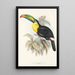 Une monografia dei Ramphastidae o famiglia dei tucani Pl07 - John Gould — quadro incorniciato alla parete