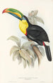 Une monografia dei Ramphastidae o famiglia dei tucani Pl07 - John Gould — vista dell’opera