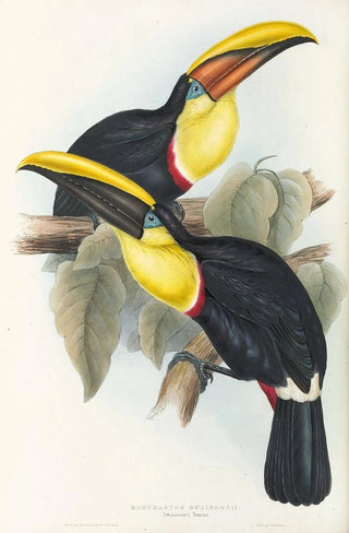 John Gould - A monograph of the Ramphastidae or family of toucans Pl08.webp