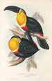 Une monografia dei Ramphastidae o famiglia dei tucani Pl10 - John Gould — vista dell’opera