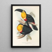 Une monografia dei Ramphastidae o famiglia dei tucani Pl10 - John Gould — quadro incorniciato alla parete