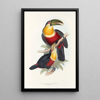 John Gould - A monograph of the Ramphastidae or family of toucans Pl11.webp