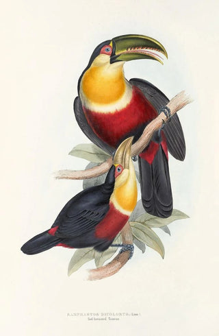 John Gould - A monograph of the Ramphastidae or family of toucans Pl11.webp