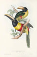 Une monografia dei Ramphastidae o famiglia dei tucani Pl12 - John Gould | Reproduction — vista dell’opera