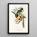 Une monografia dei Ramphastidae o famiglia dei tucani Pl12 - John Gould | Reproduction — quadro incorniciato alla parete