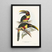 Une monografia des Ramphastidae ou famiglia des toucans Pl13 - John Gould — quadro incorniciato alla parete