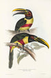 Une monografia des Ramphastidae ou famiglia des toucans Pl13 - John Gould — vista dell’opera