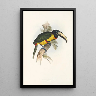 John Gould - A monograph of the Ramphastidae or family of toucans Pl14.webp