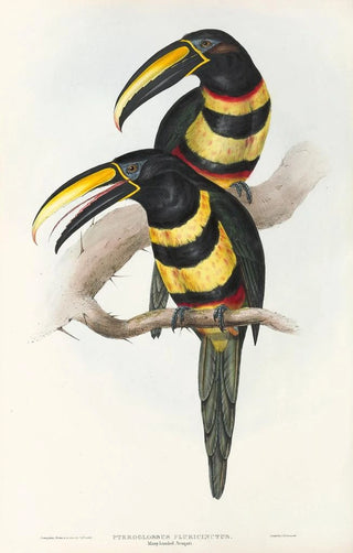 John Gould - A monograph of the Ramphastidae or family of toucans Pl15.webp