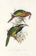 Une monografia dei Ramphastidae o famiglia dei tucani Pl21 - John Gould | Reproduction — vista dell’opera