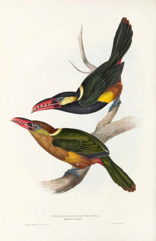 John Gould - A monograph of the Ramphastidae or family of toucans Pl22.webp